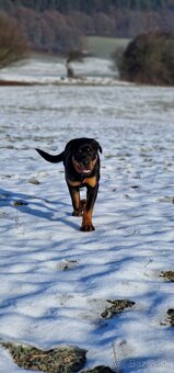 Predám 6 mesačného rotvajlera s PP - 3