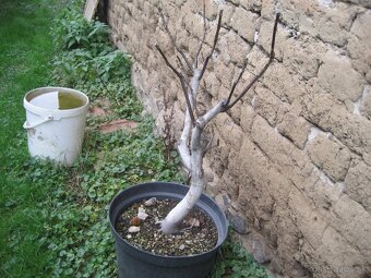 bonsai,bonsaj-hrab 27 - 3