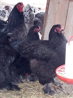 NV Brahmanky veľké - 3