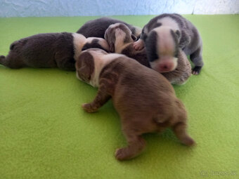 Boston,Bostonský terrier,Boston terrier - 3