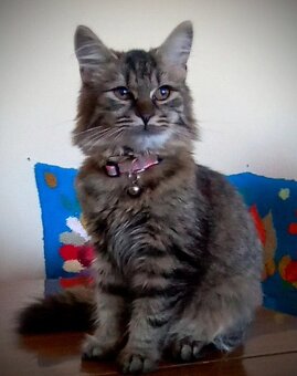 Mainská myvália - 3