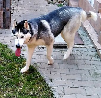 Sibirsky husky hasky - 3