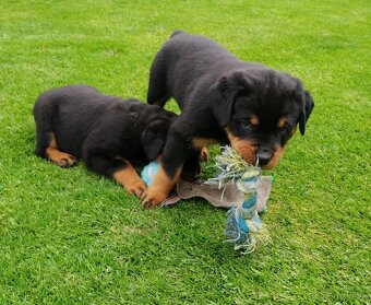 rottweiler, rotwailer, RTW, rotvajler, rotvailer - 3