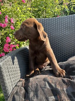 hnědé šteniatka labrador a – pripravené na odber - 3