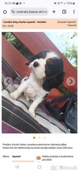 Cavalier king charles spaniel - kavalier - 3