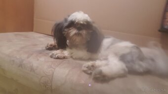 Dám na adopciu psiky shih-tzu,shi-tzu 11mesicu - 3