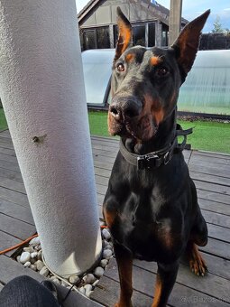 Doberman - 3