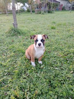 Kontinentálny bulldog - 3