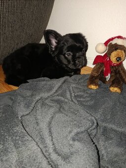 Francúzsky buldoček Flufy - 3