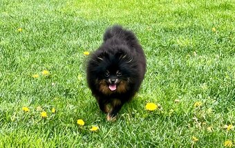 Pomeranian spitz - 3