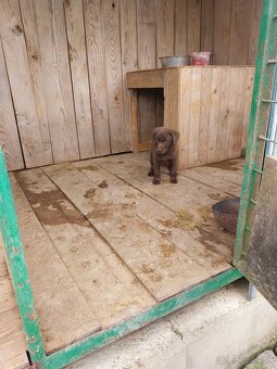 Predám šteniatka labradora - 3