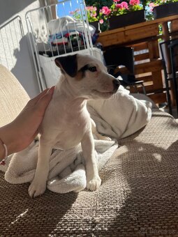 Šteniatka Jack Russell terier - 3