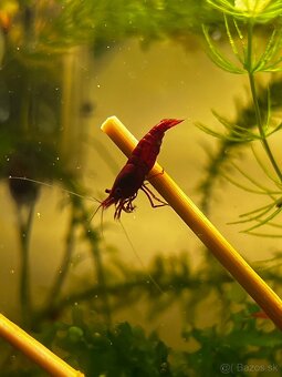 Krevetky | Neocaridina | Bloody Mary - 3
