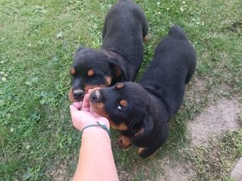 Rottweiler, rotvajler - 3