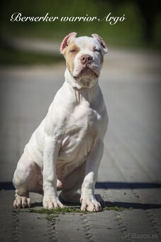 American bully XL/XXL s PP/stafford/pitbull/cane corso - 3