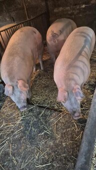 predám svine - 3