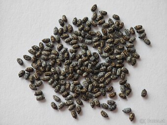 Pakobylka rožkatá (Medauroidea extradentata) - 3