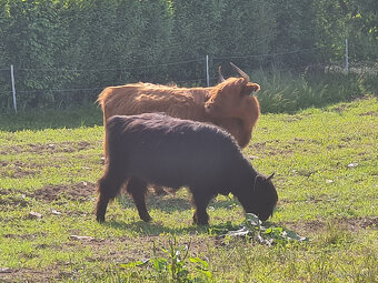 Highland Cattle - 3
