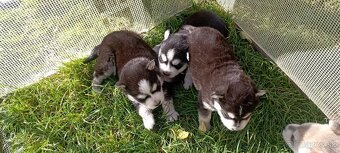 Sibírsky husky ❤️❤️ - 3