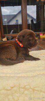 Šteniatka labradora - 3