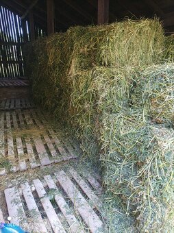 Datelina ( Lucerka) - 3