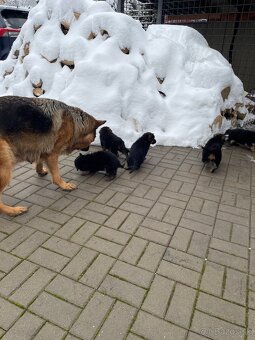 Nemecký ovčiak - 3