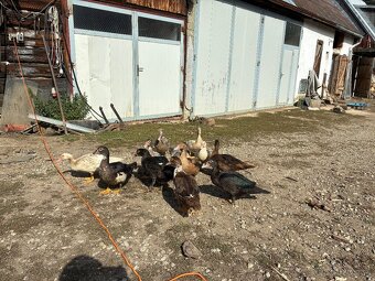 Kačice Pyžmové - 3