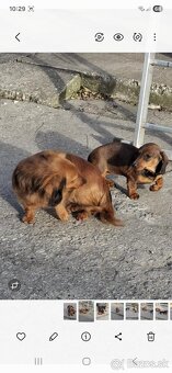 Predám šteniatka jazvečika - 3