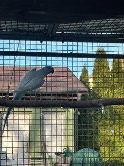 Predám Alexander - 3