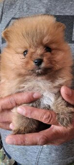 Oranžový špic -Pomeranian - 3