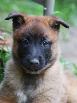Belgický ovčiak - Malinois s PP, iba sučky - 3