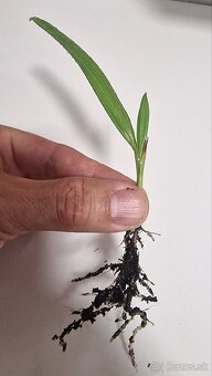 Sadenice palmy Trachycarpus takil x wagnerianus - 3