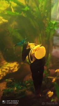 Tylomelania a Neocaridina - 3