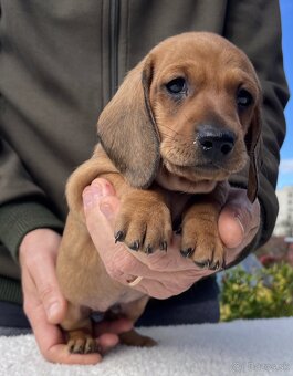 Jazvečík hladkosrstý štandardný s PP - 3