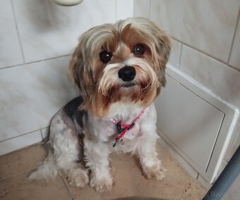 Biewer Jorkšírský teriér - 3