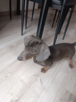 Jazvečík krátkosrsti blue fenka - 3