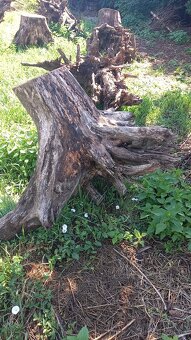 koreň stromu - dekorácia - 3