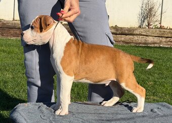 Psík Atrey 🐶 Americký Stafordšírsky teriér s PP 🐾 🩵 - 3