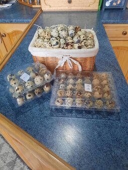 Predám prepeličie vajíčka - 3