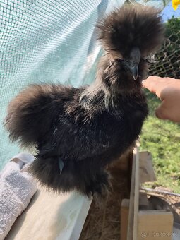 🐓Kohút Hodvabničky USA 🐓 - 3