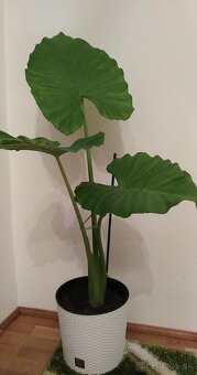 Alocasia macrorrhiza - 3