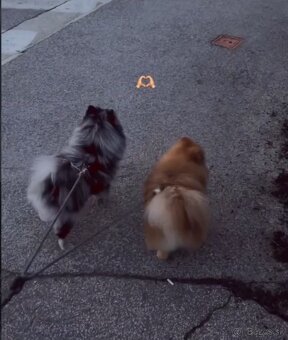 Pomeranian - 3