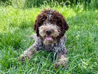 Lagotto romagnolo s PP - 3