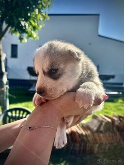 Sibírsky husky - 3