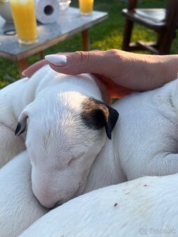 Bulterier , bullterrier šteniatko - 3