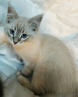 Ragdoll bez PP - 3