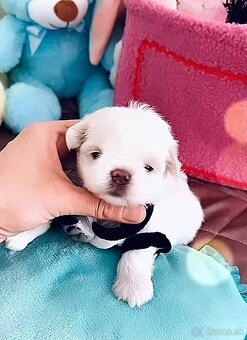 Mini Maltezák - 3
