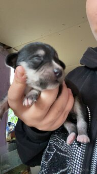 Predám šteniatka krížencov - 3