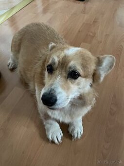 Darujem fenku welsh corgi pembroke - 3