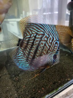 Tercovce,discusy - 3